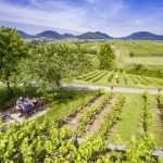 Neuer Picknick-Service der Südlichen Weinstrasse für Genuss zwischen Wald, Wein und Wiesen