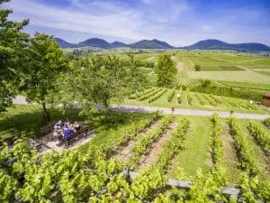 Neuer Picknick-Service der Südlichen Weinstrasse für Genuss zwischen Wald, Wein und Wiesen