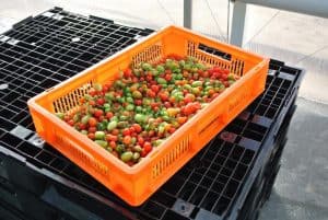 Sorgfalt bei der Tomatenernte – von der Ernte bis zum Handel
