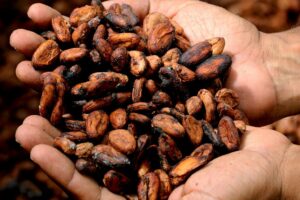 Neue Forschungsergebnisse: Kakao-Fehlaromen sicher erkennen
